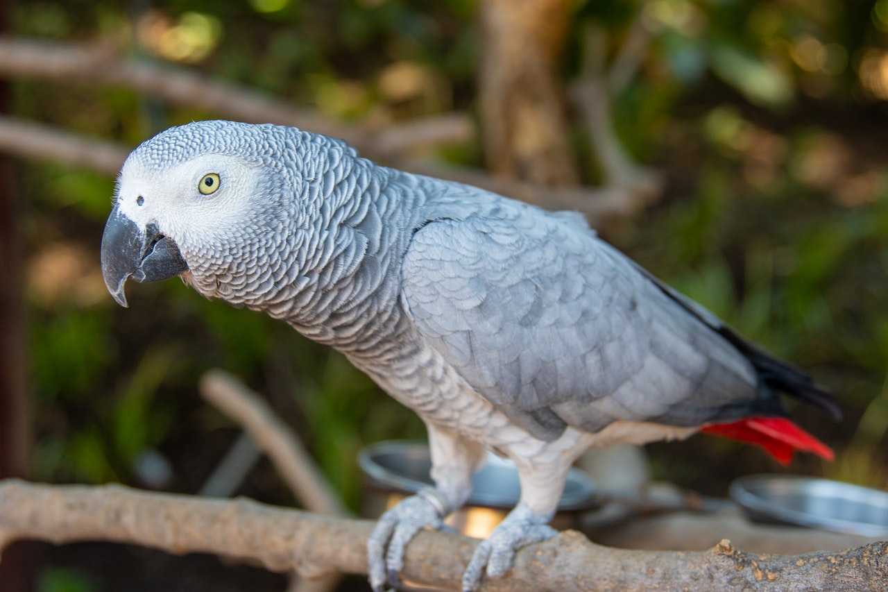אפרור אפריקני