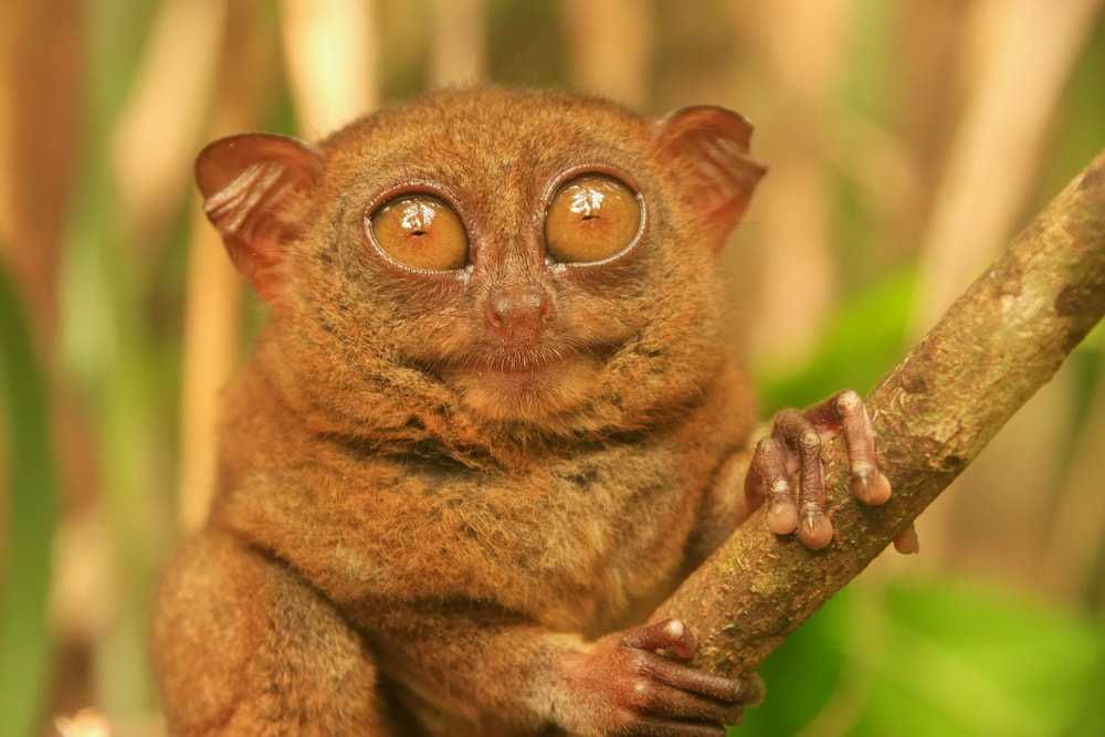 Tarsiidae